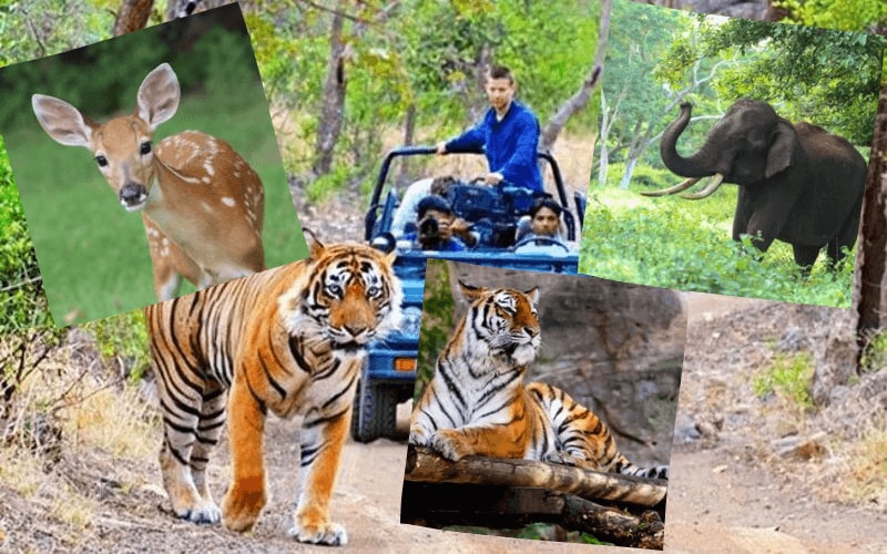 Jim corbett Tourism