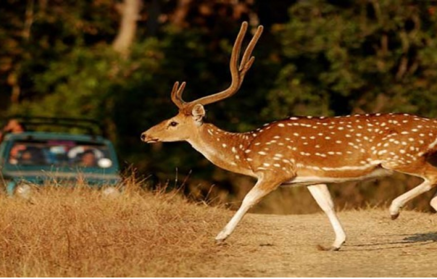 Nainital Corbett Budget Tour Package from Delhi