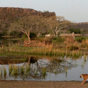 Ranthambore