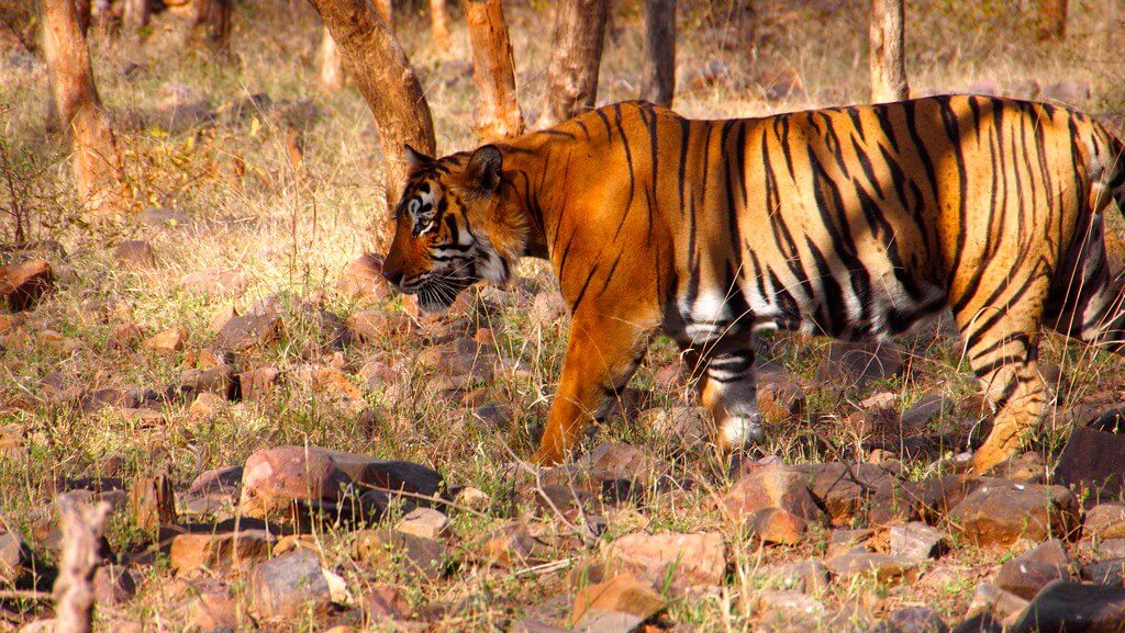 Ranthambore Tourism