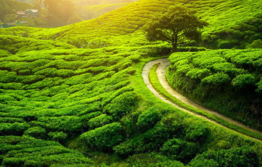 Gangtok And Darjeeling Tour Package