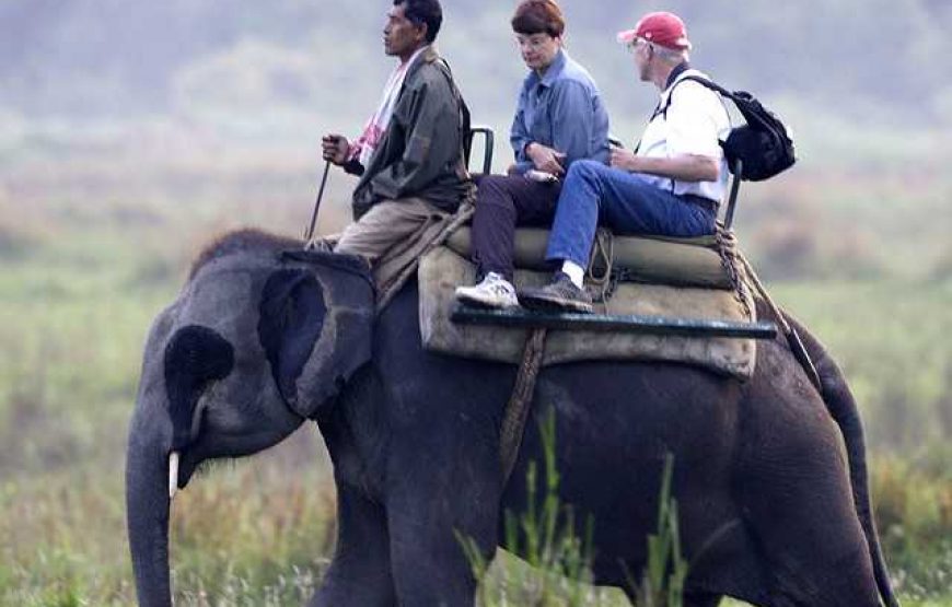 Amer Fort Elephant Safari In Jaipur