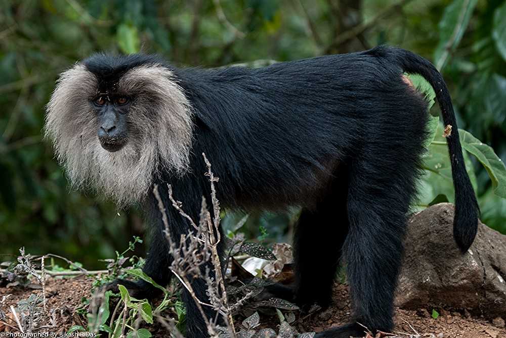 Day 03 :  Munnar - Thekkady (110 Kms / 3 hrs) 