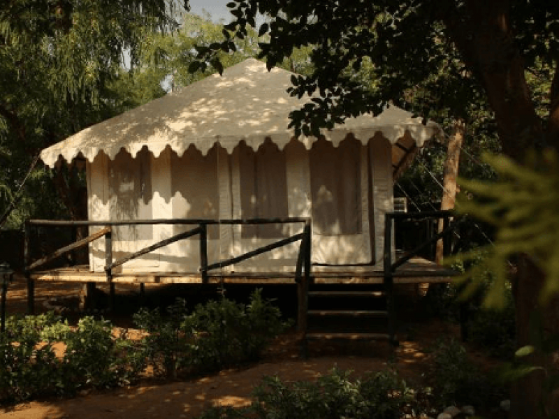 Tiger Machan Luxury Machan Tent 1